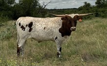 Buster (Steer)